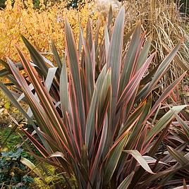 Phormium Rainbow Queen